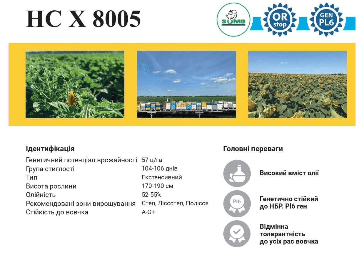 Купити Насіння Соняшника НС Х 8005